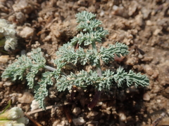 Cymopterus glaucus