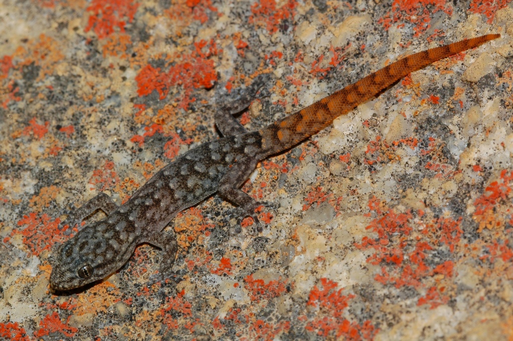 Cedarberg Dwarf Leaf-Toed Gecko
