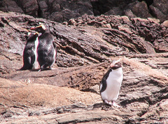 Eudyptes pachyrhynchus