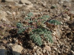 Cymopterus glaucus