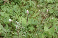 Epilobium strictum