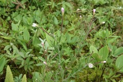 Epilobium strictum