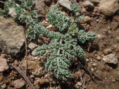 Image of Cymopterus glaucus by (c) Nolan Exe, some rights reserved (CC BY)