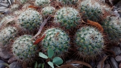 Mammillaria bombycina