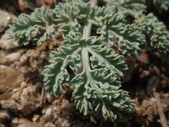 Cymopterus glaucus