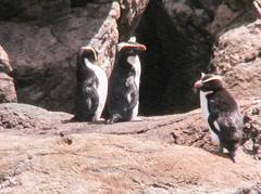 Eudyptes pachyrhynchus