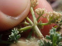 Cymopterus glaucus