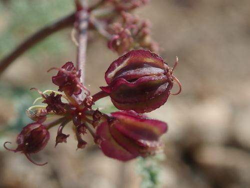 Image of Cymopterus glaucus by (c) Nolan Exe, some rights reserved (CC BY)