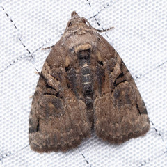 Pseudeustrotia indeterminata