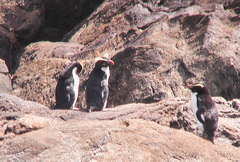 Eudyptes pachyrhynchus