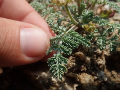 Cymopterus glaucus