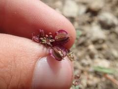 Cymopterus glaucus