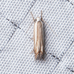 Polyhymno luteostrigella