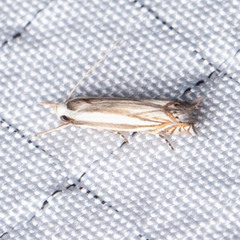 Polyhymno luteostrigella