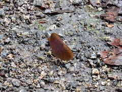 Faunis canens arcesilas