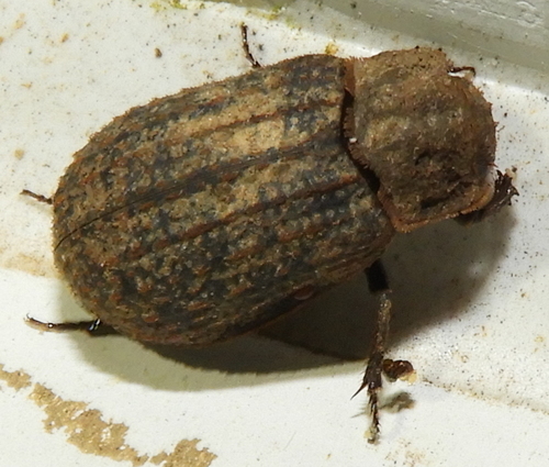Trox unistriatus photo 5