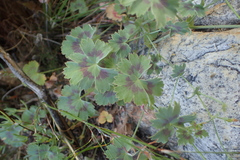 Pelargonium patulum