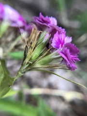 Dianthus barbatus