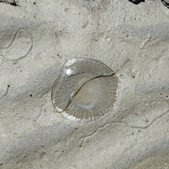Aequorea victoria