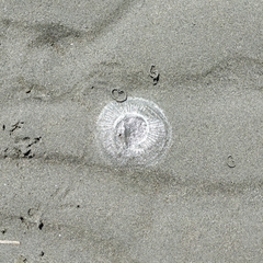 Aequorea victoria