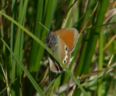 Coenonympha gardetta