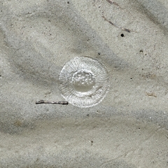 Aequorea victoria