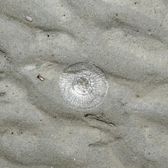 Aequorea victoria