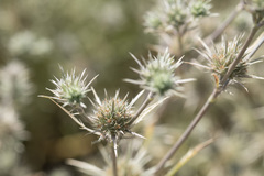 Eryngium petiolatum