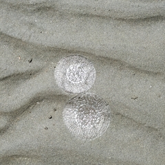 Aequorea victoria
