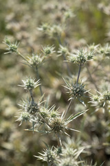 Eryngium petiolatum