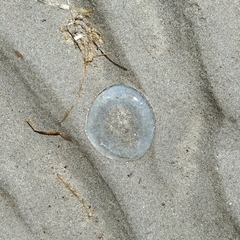 Aequorea victoria