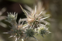 Eryngium petiolatum