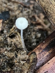Mycena albidocapillaris