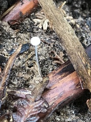 Mycena albidocapillaris