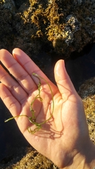 Chaetomorpha spiralis