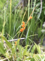 Carex aurea