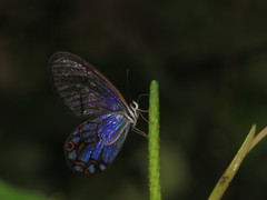 Pseudohaetera hypaesia