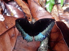 Lexias pardalis dirteana