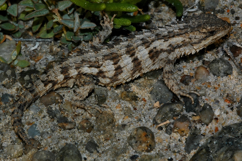 Large-scaled Girdled Lizard