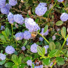 Bombus melanopygus
