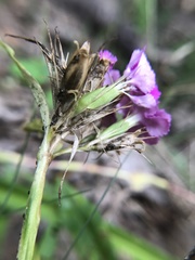Dianthus barbatus