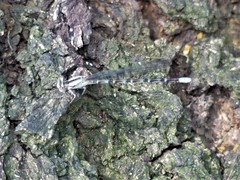 Argia immunda