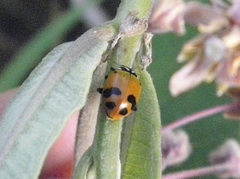 Hippodamia glacialis