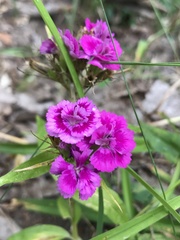 Dianthus barbatus