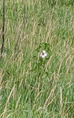 Hibiscus laevis