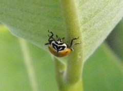 Hippodamia glacialis