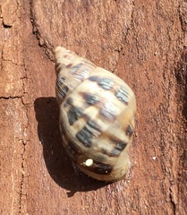 Drymaeus papyraceus