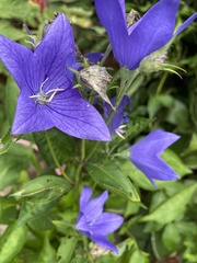 Platycodon