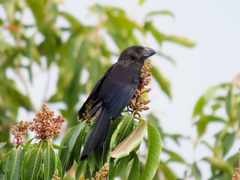 Crotophaga ani