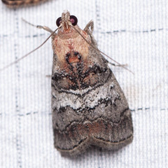 Pococera maritimalis